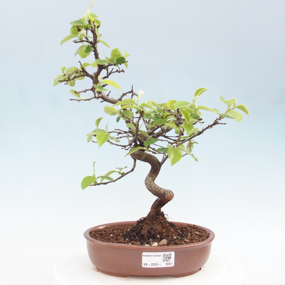 Bonsai da esterno - Chaneomeles chinensis