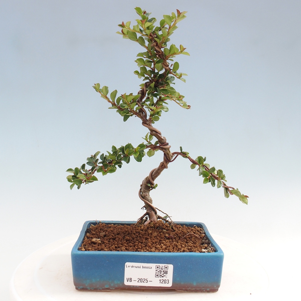 Bonsai da esterno-Cotoneaster horizontalis - Montagne Rocciose
