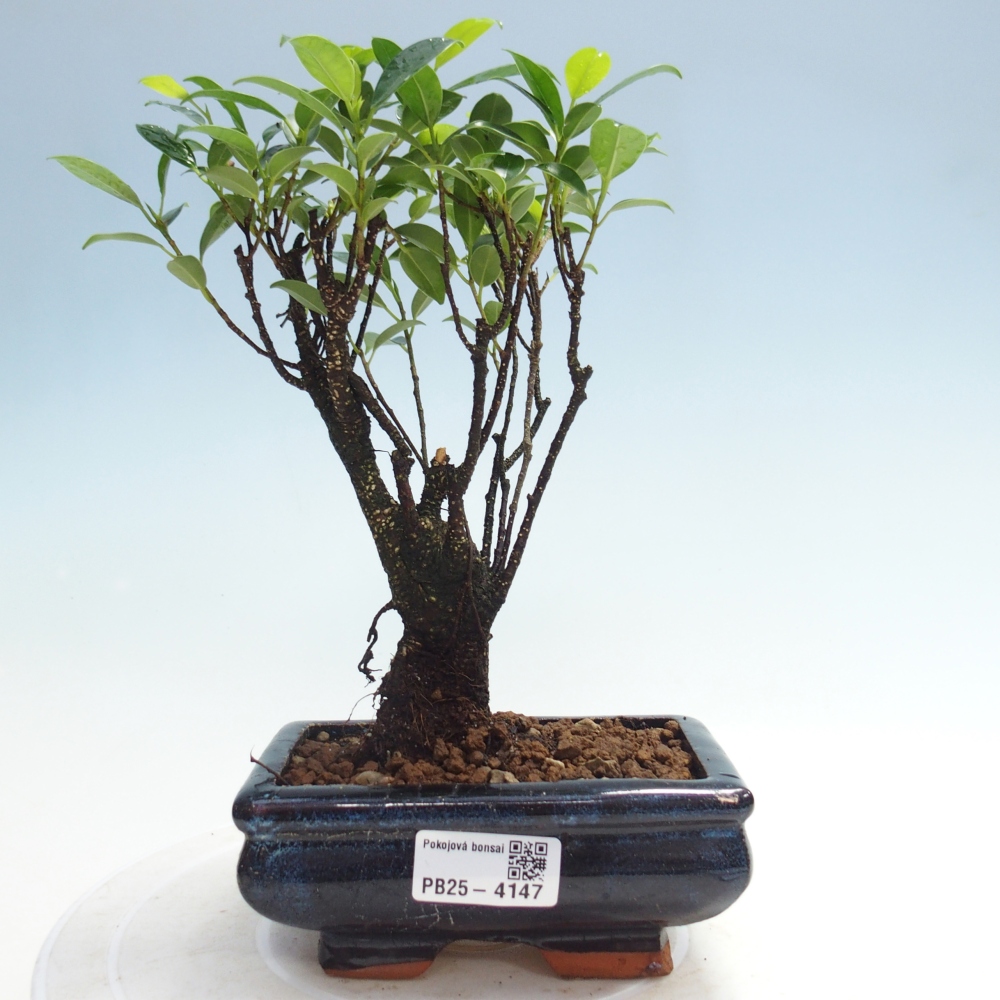 Camera bonsai - Ficus retusa - ficus a foglie piccole