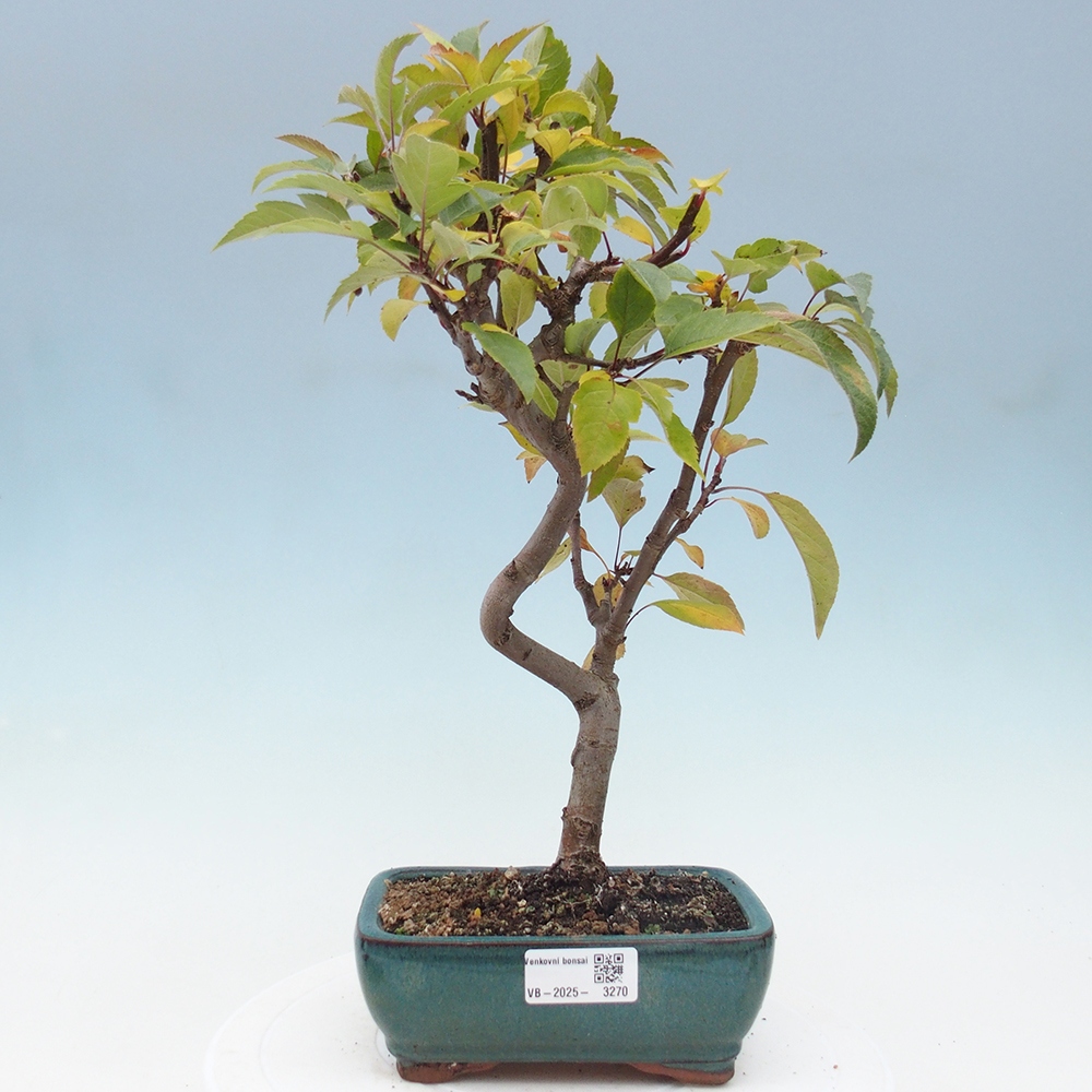 Bonsai da esterno -Malus halliana - Melo a frutto piccolo
