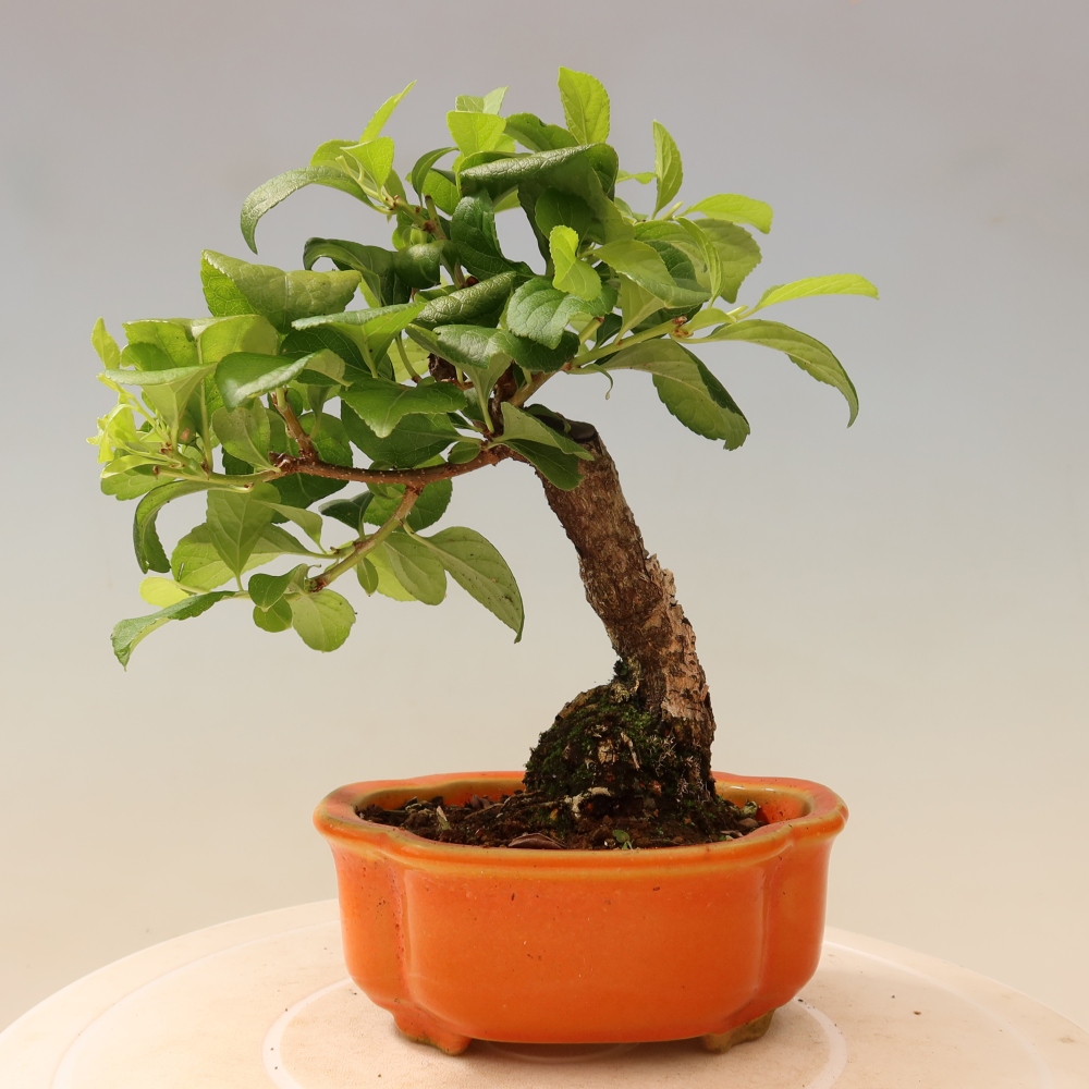 Bonsai da esterno - Celastrus orbiculatus