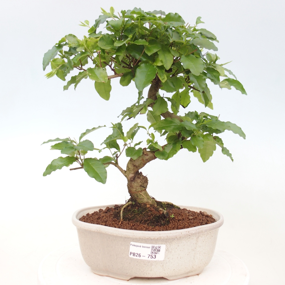 Camera bonsai -Ligustrum chinensis - Becco d'uccello