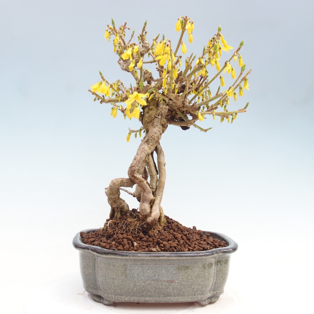 Bonsai da esterno - Zlatice - Forsythia koreana