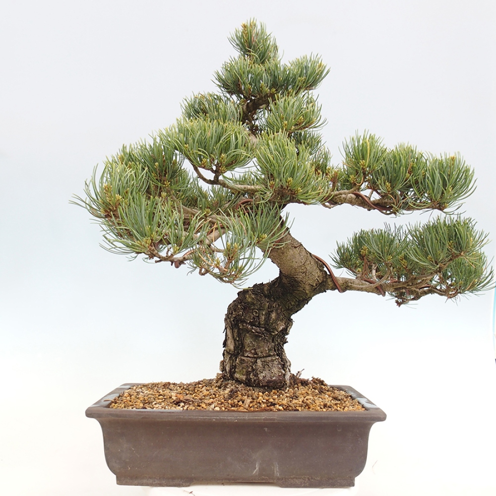 Bonsai da esterno - Pinus parviflora - Pinus parviflora