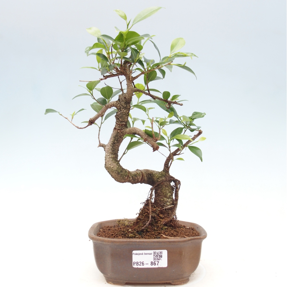 Camera bonsai - Ficus retusa - ficus a foglie piccole