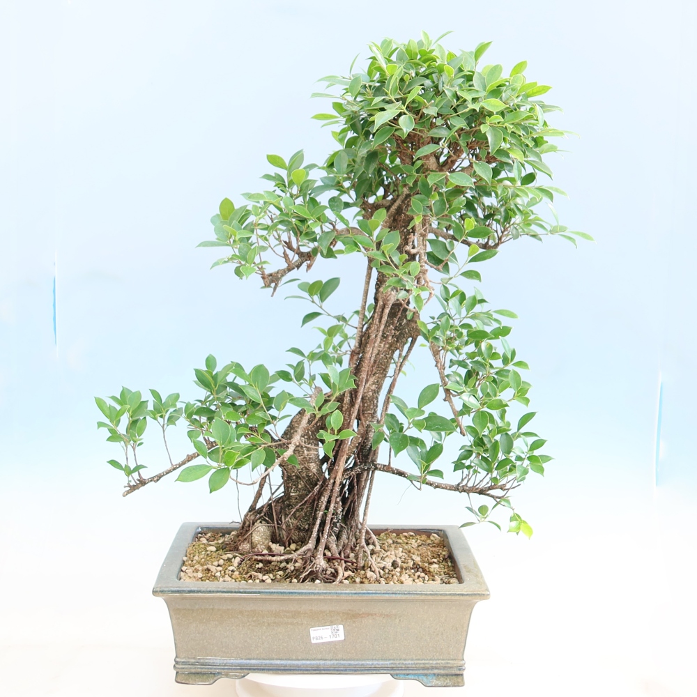 Camera bonsai - Ficus kimmen - ficus a foglie piccole