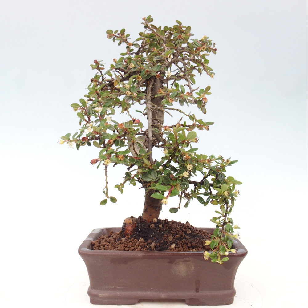 Bonsai da esterno - Cotoneaster dammeri - Roccia di Damer