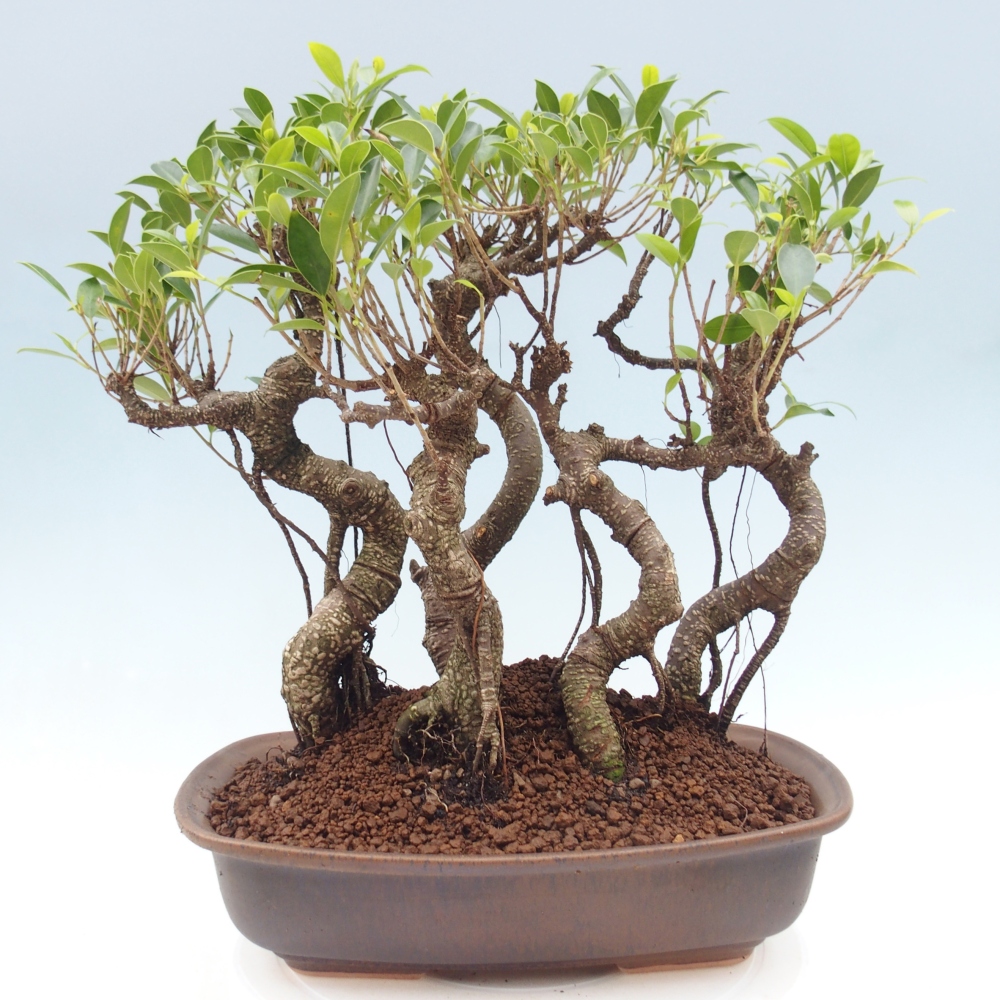 Camera bonsai - Ficus kimmen - ficus a foglie piccole