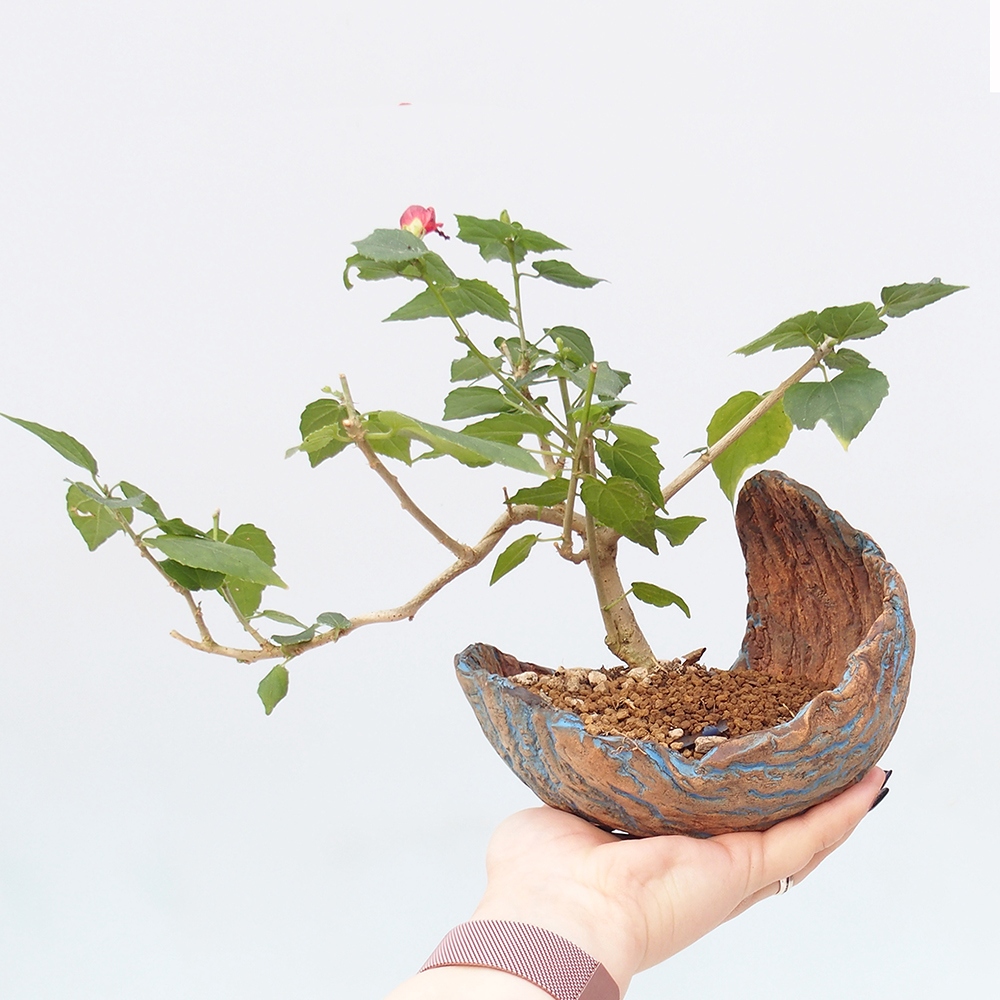 Bonsai da interno - Malvaviscus arboreus