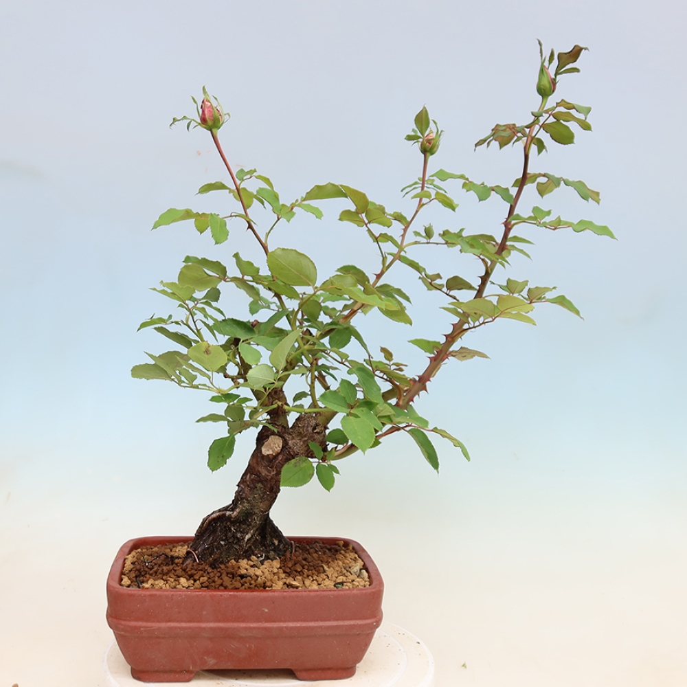 Bonsai da esterno - Rosa Kordes - rosa