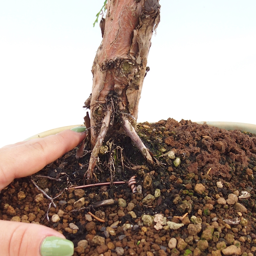 Bonsai da esterno - Juniperus chinensis Kishu