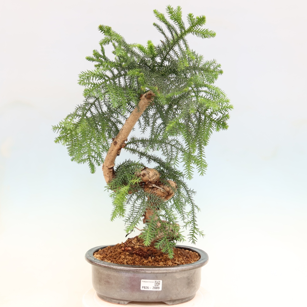 Bonsai da camera - Araucaria - Abete da camera