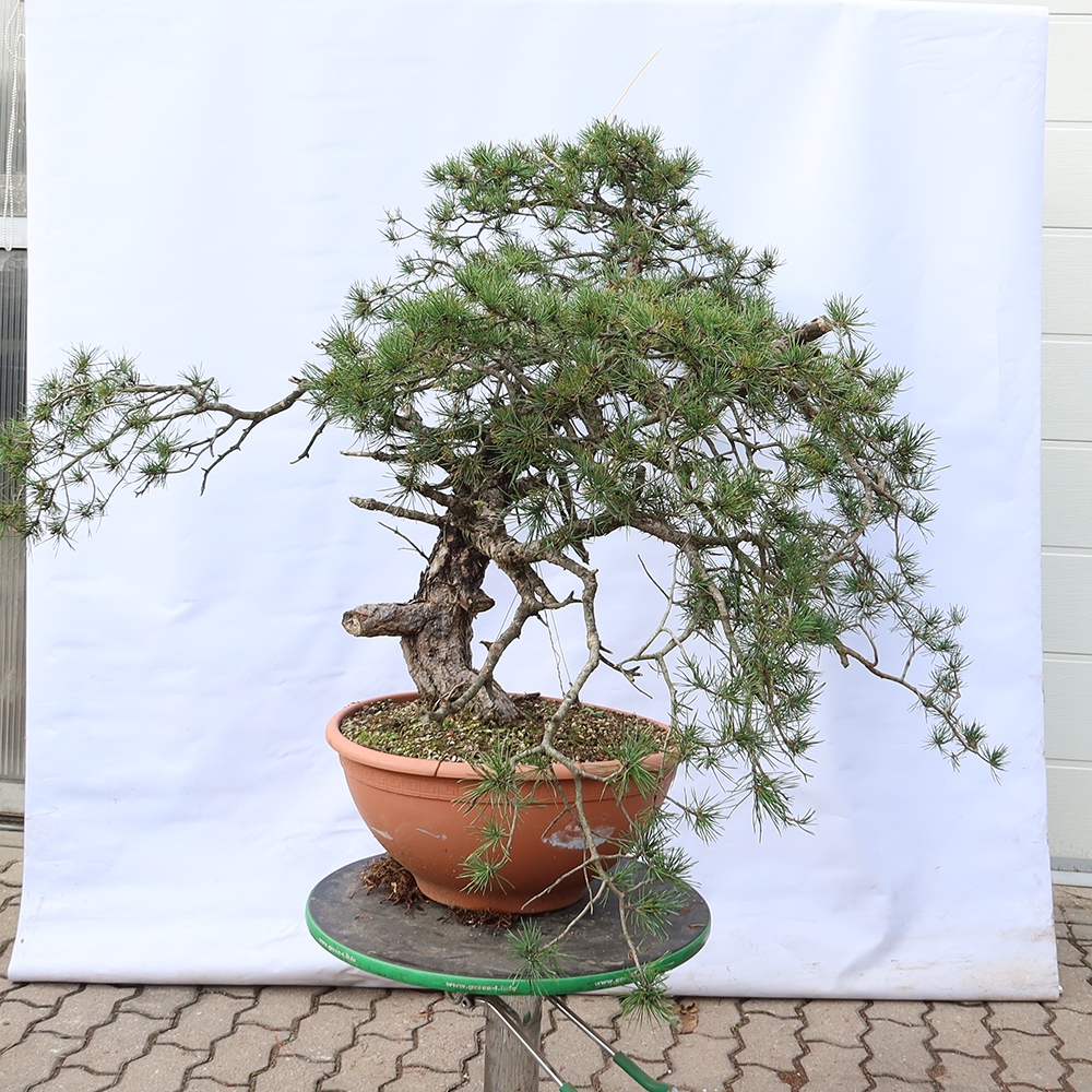 Pinus sylvestris Spagna - pino silvestre