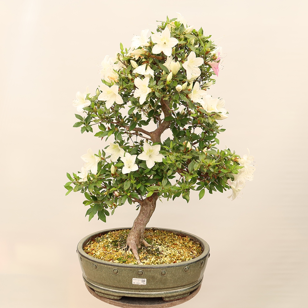 Bonsai da esterno - Azalea giapponese - Azalea a mano