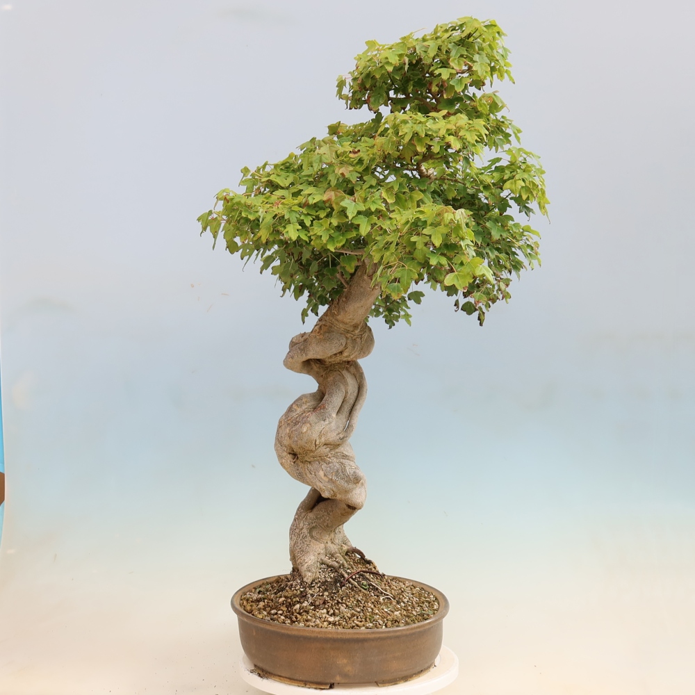 Bonsai da esterno - Acer Buergerianum - Acero di Burger