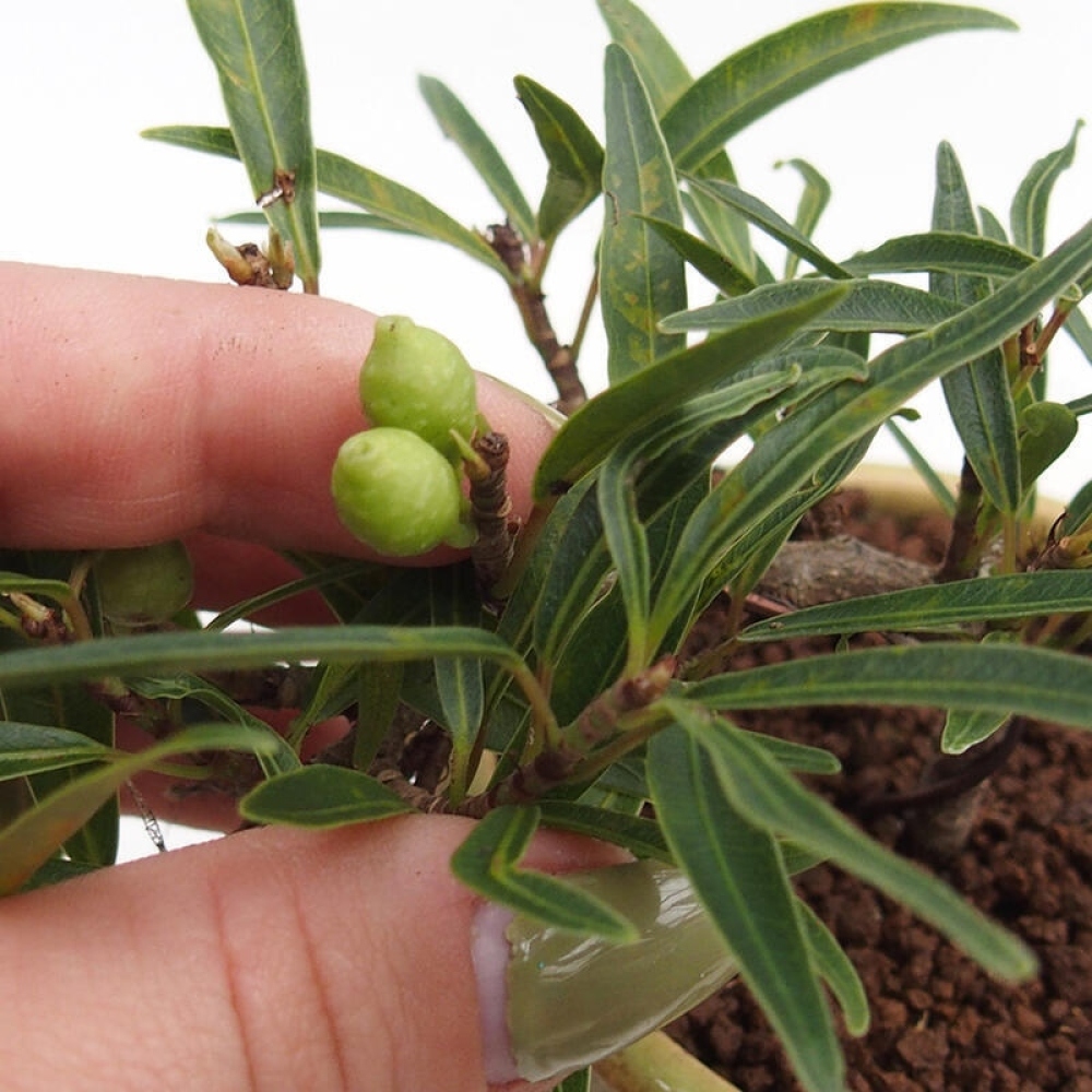 Camera bonsai - Ficus nerifolia - ficus a foglie piccole