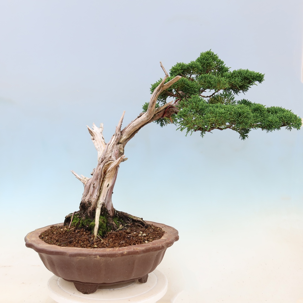 Bonsai da esterno - Juniperus chinensis Kishu