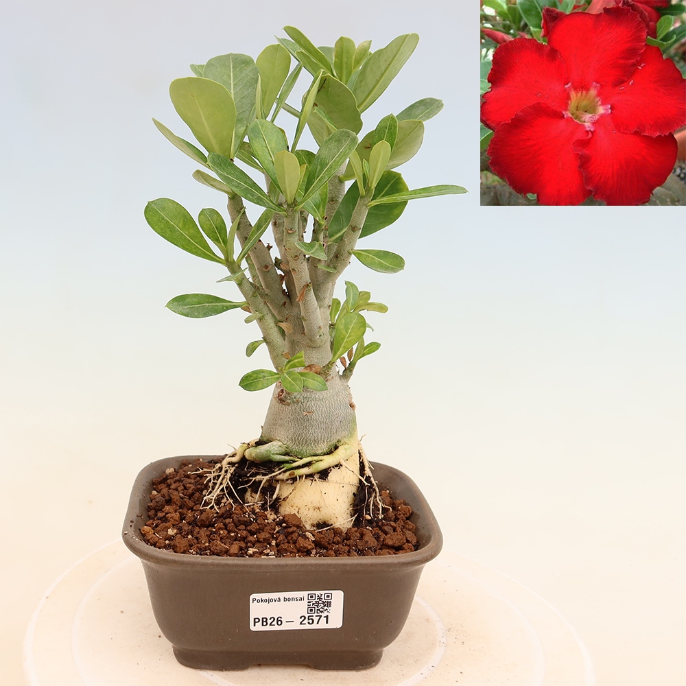 Bonsai da interno - Adenium obesum Red Star - Rosa del deserto