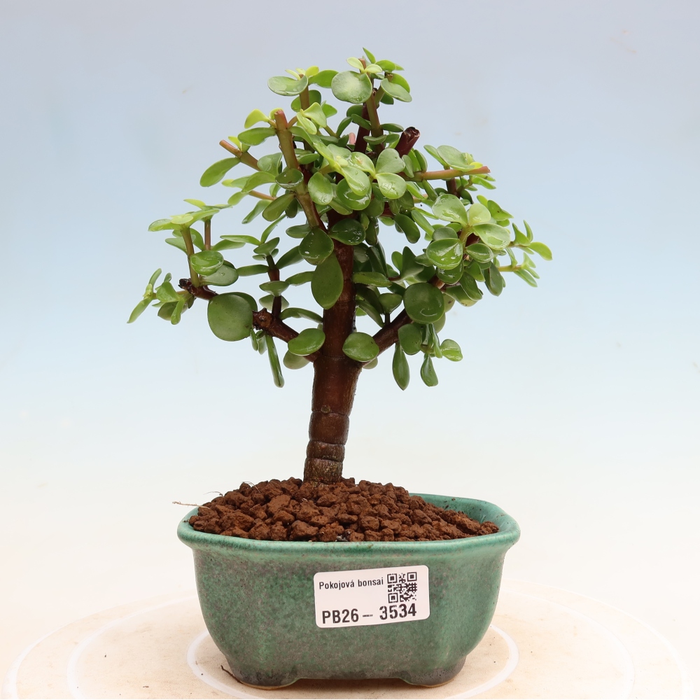 Camera bonsai - Portulakaria Afra - Tlustice