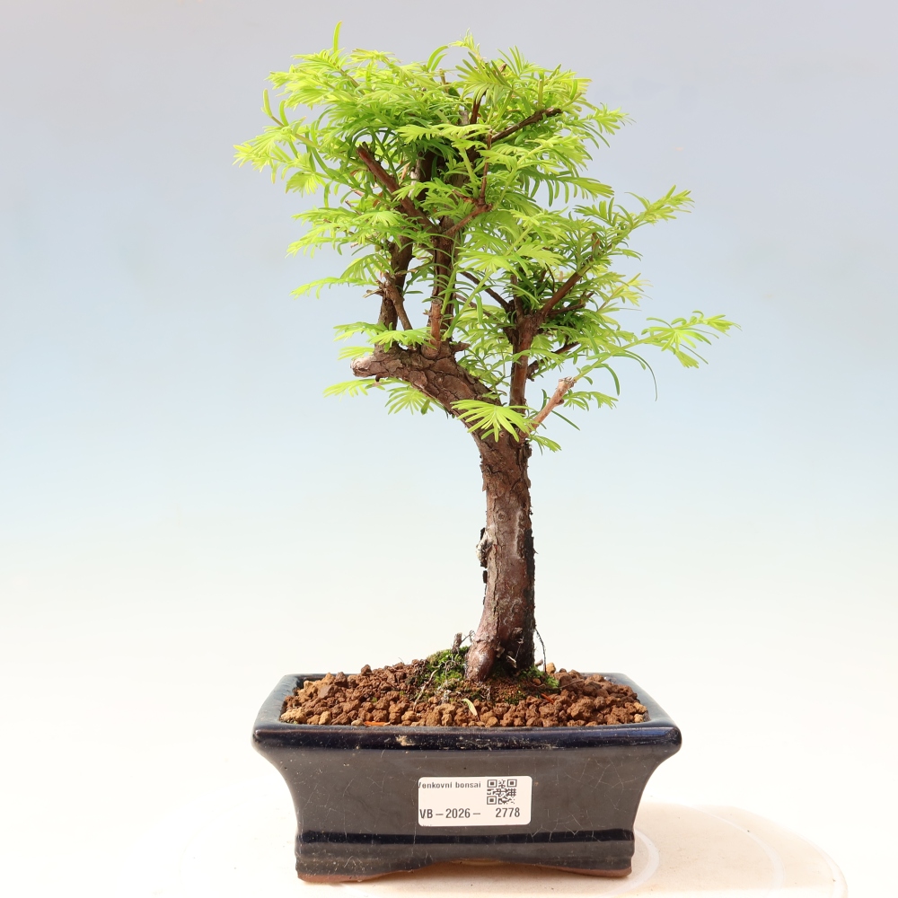 Bonsai da esterno - Metasequoia glyptostroboides - Metasequoia cinese