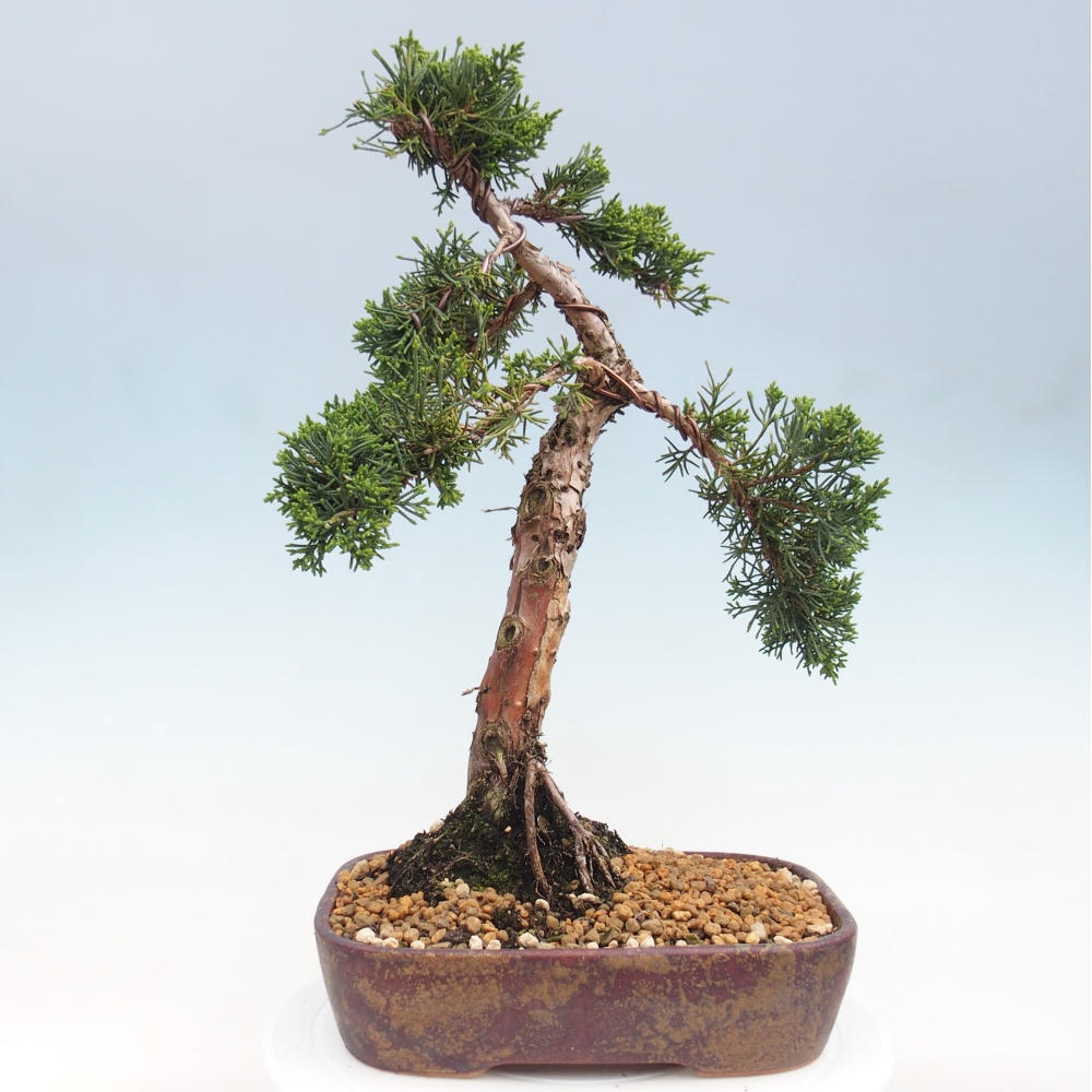 Bonsai da esterno - Juniperus chinensis Kishu