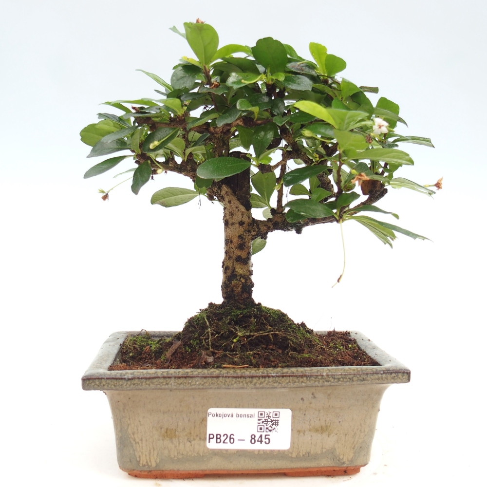 Camera bonsai - Carmona macrophylla - Tea fuki