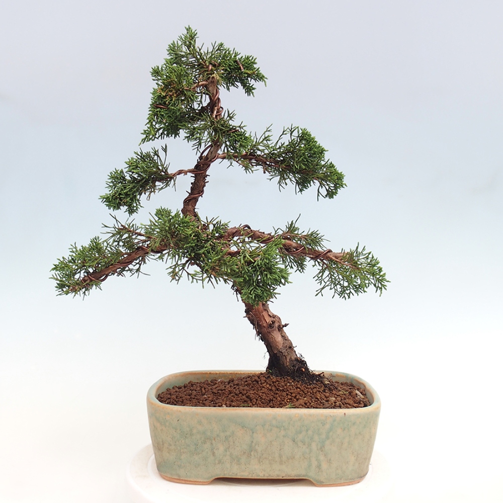 Bonsai da esterno - Juniperus chinensis Kishu