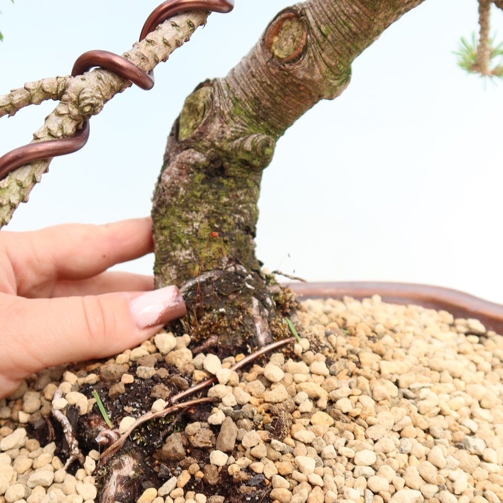 Bonsai da esterno - Pinus mugo Humpy  - Pino mugo