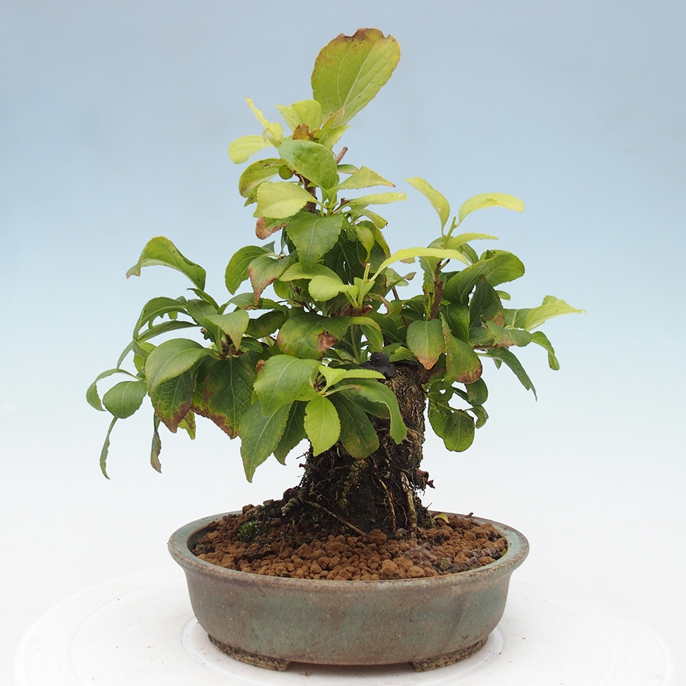 Bonsai da esterno - Celastrus orbiculatus