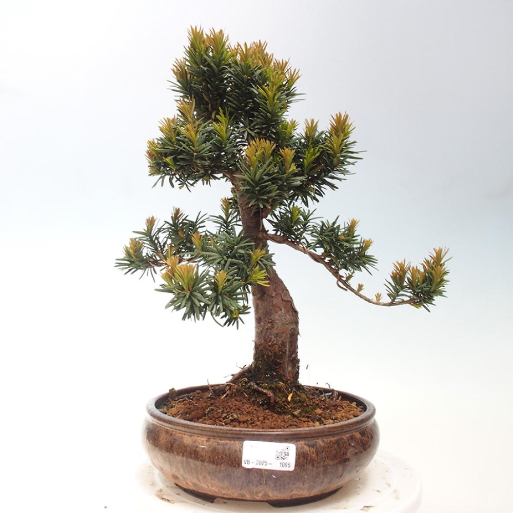 Bonsai da esterno - Taxus cuspidata - Tasso giapponese