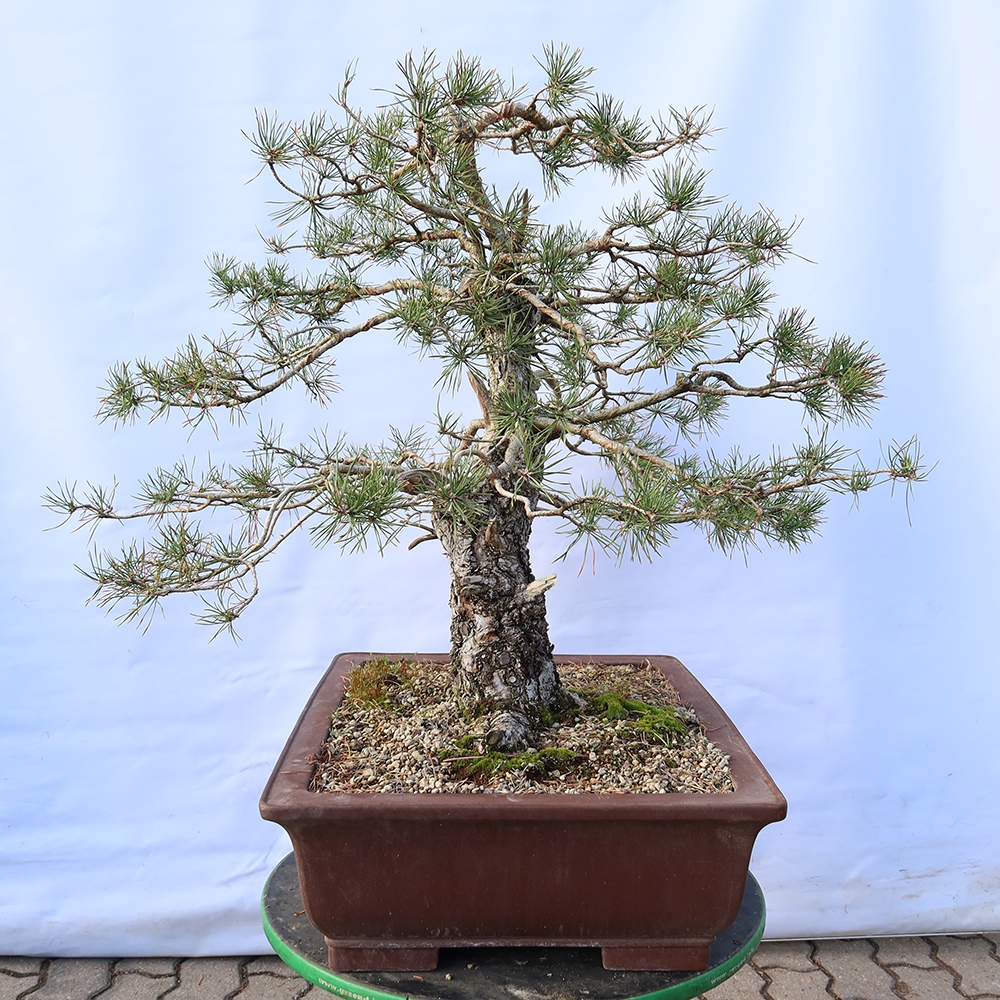 Pinus sylvestris Spagna - pino silvestre
