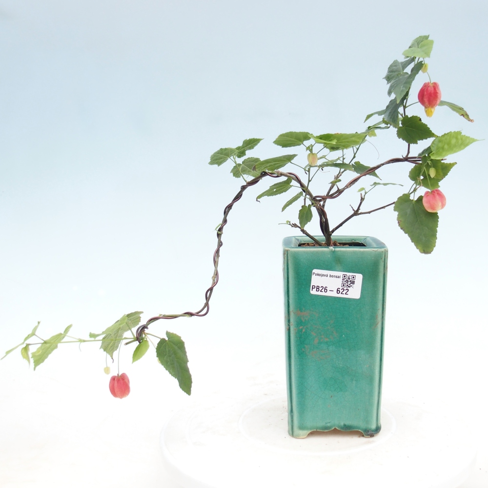 Bonsai da interno - Abutilon Big Bell - Cloudberry