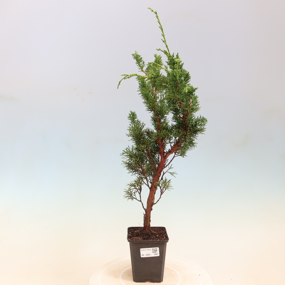 Bonsai da esterno - Juniperus chinensis Kishu
