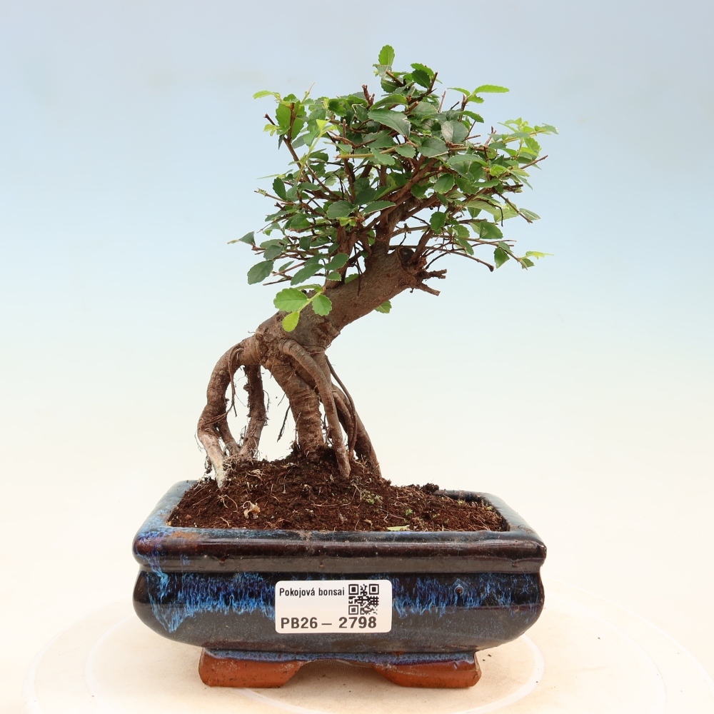 Camera bonsai - Ulmus parvifolia - Olmo a foglie piccole