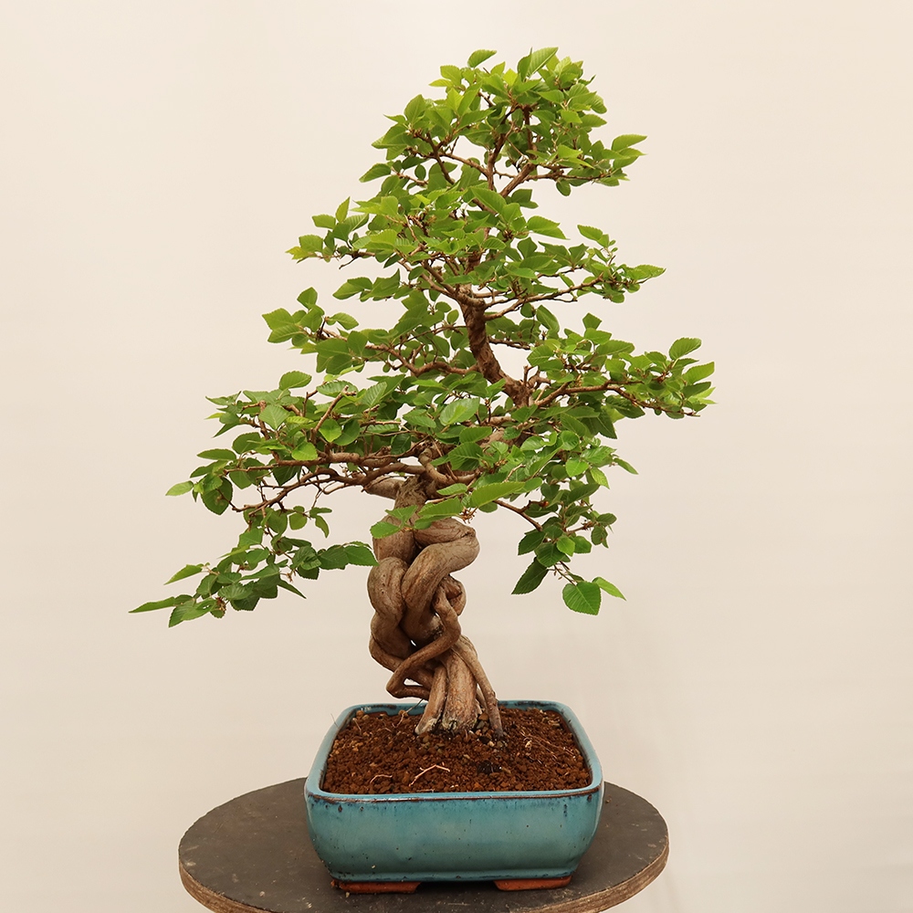 Bonsai da esterno -Carpinus Coreana - Carpino coreano
