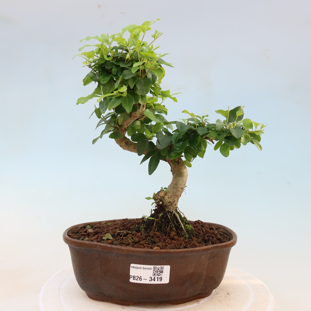 Camera bonsai -Ligustrum chinensis - Becco d'uccello