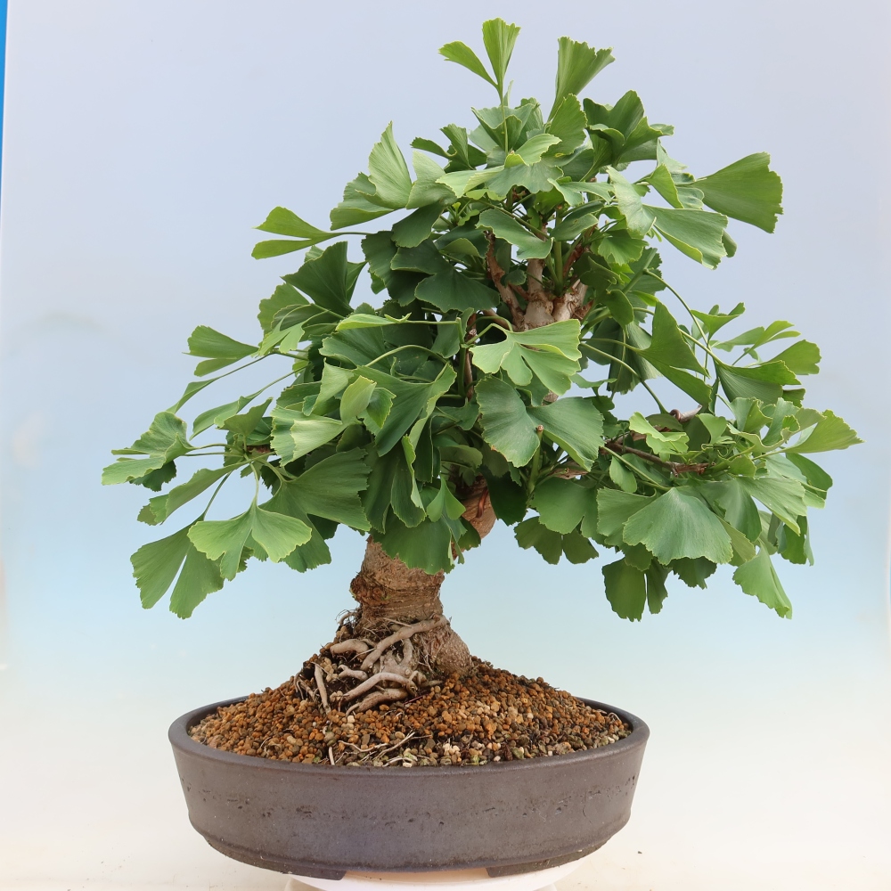Bonsai da esterno - Ginkgo biloba - Ginkgo biloba