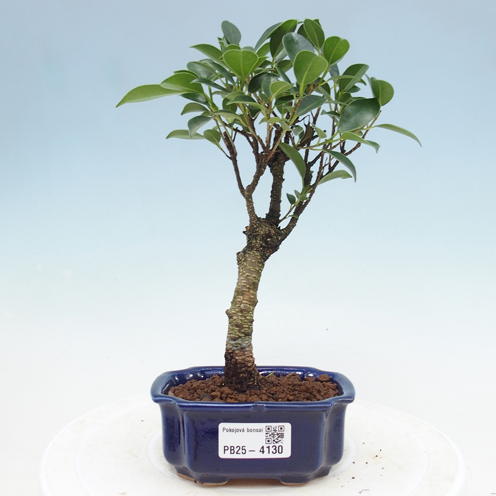 Camera bonsai Ficus retusa kimmen