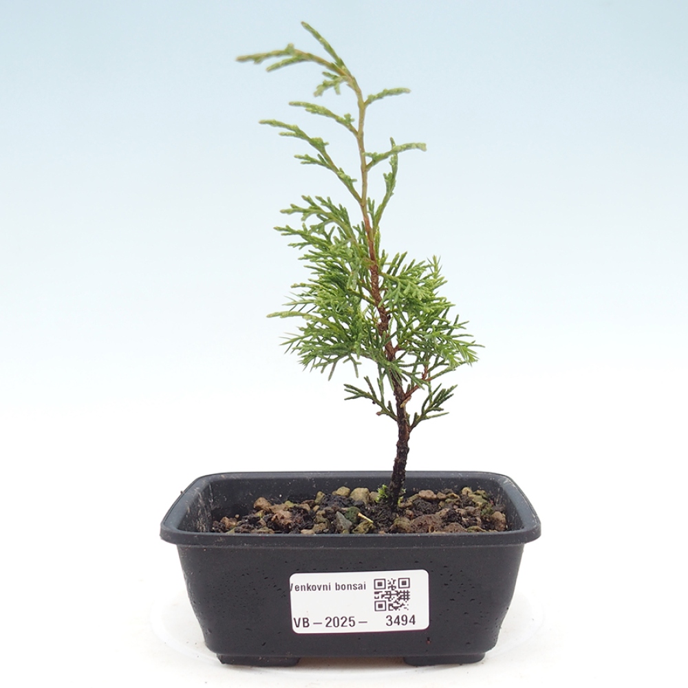 Bonsai da esterno - Juniperus chinensis Itoigawa