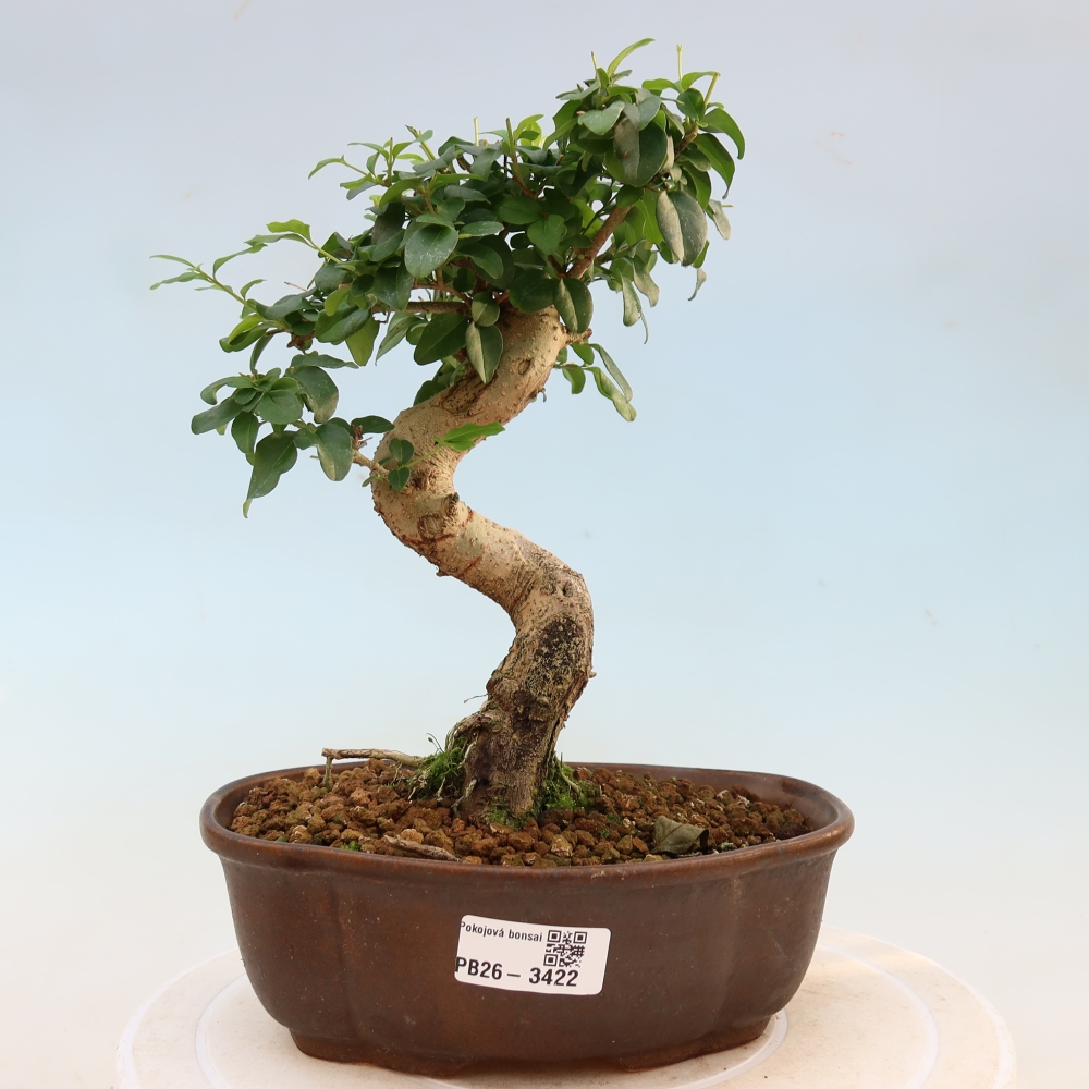 Camera bonsai -Ligustrum chinensis - Becco d'uccello