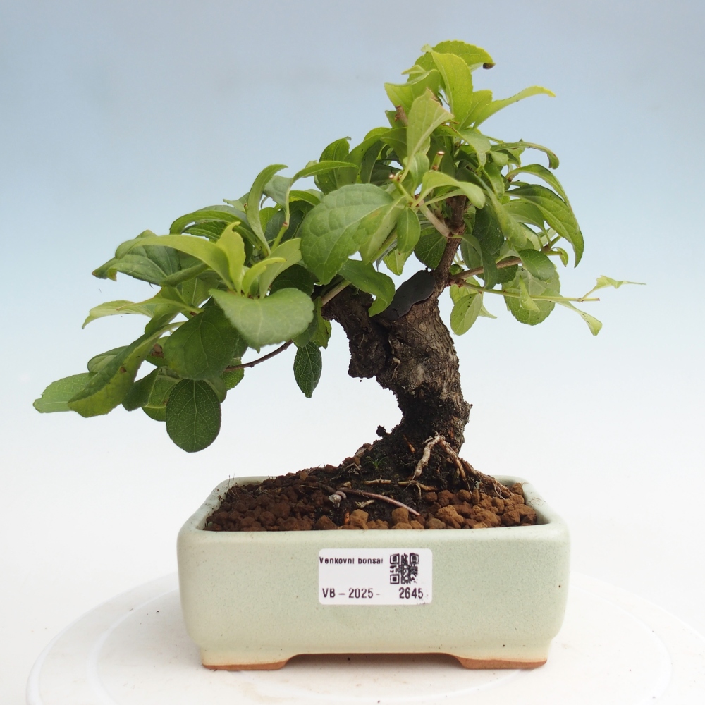 Bonsai da esterno - Celastrus orbiculatus