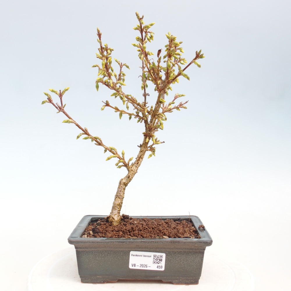 Bonsai da esterno - Zlatice - Forsythia intermedia