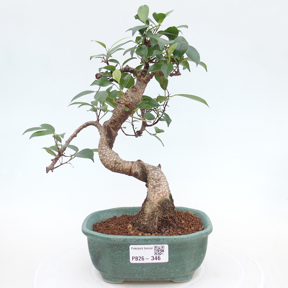 Camera bonsai - Ficus retusa - ficus a foglie piccole