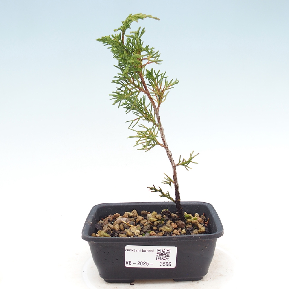 Bonsai da esterno - Juniperus chinensis Itoigawa