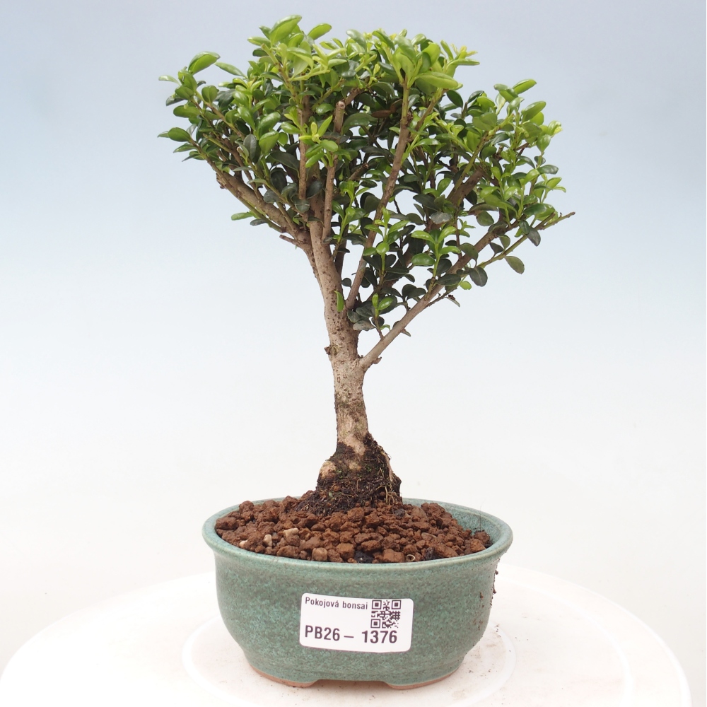 Camera bonsai - Ilex crenata - Agrifoglio