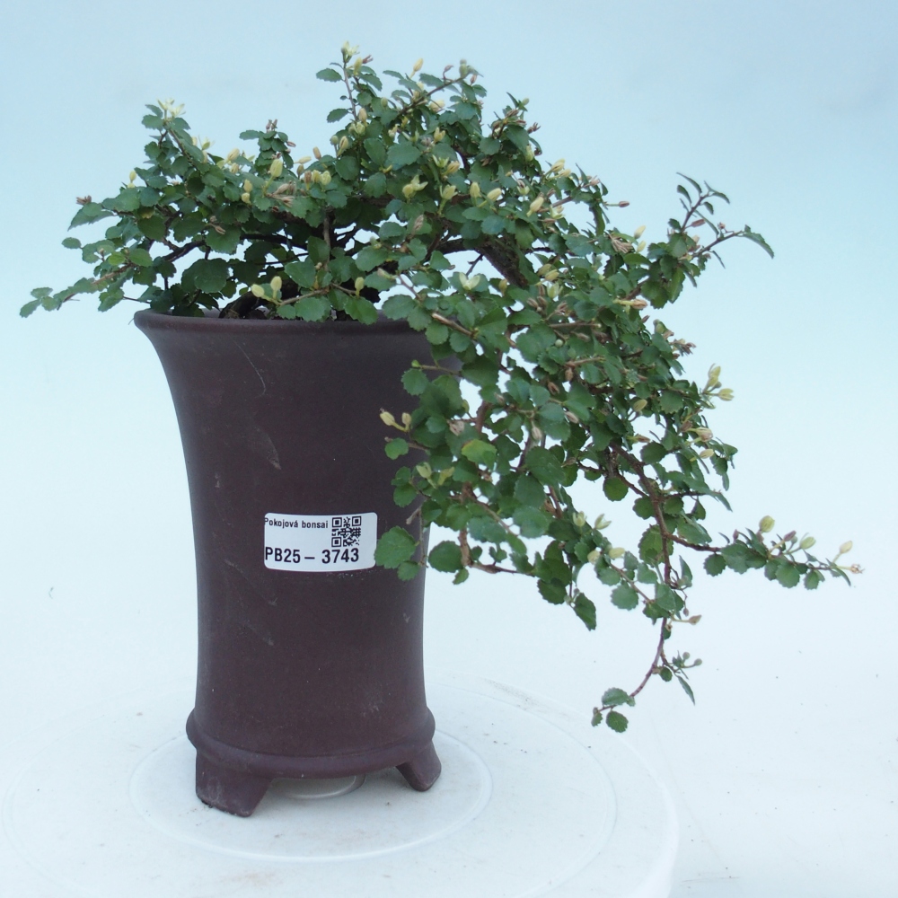 Camera bonsai - Grewia sp. - Grewia malafolia