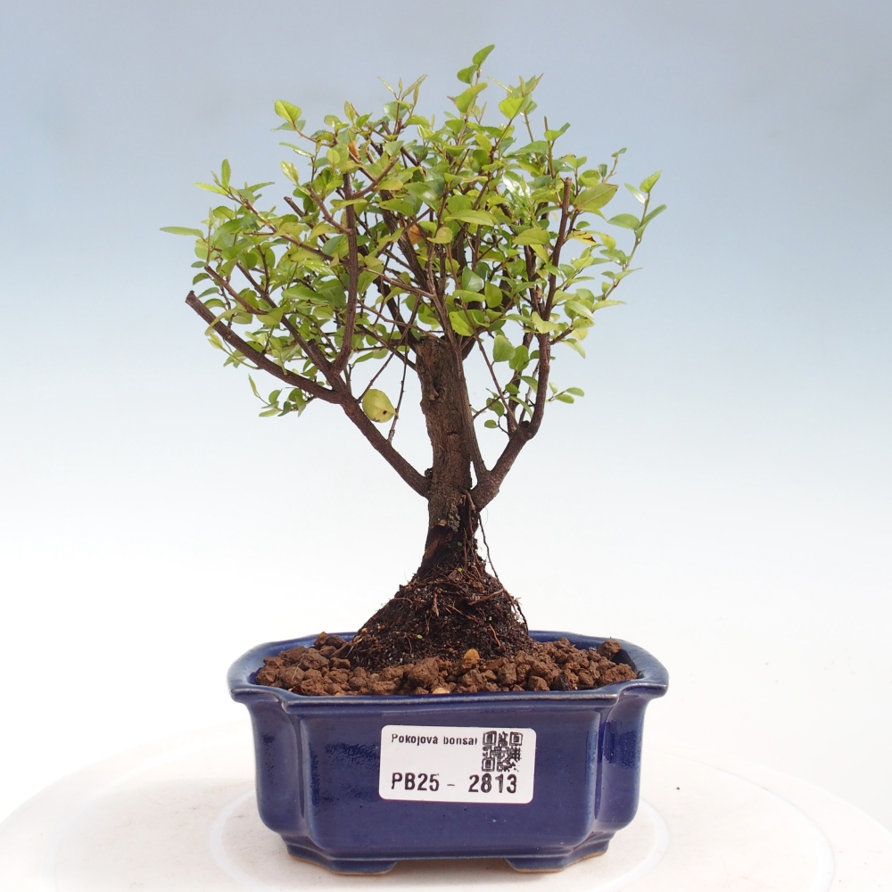 Camera bonsai - Sageretia thea - Sageretia thea