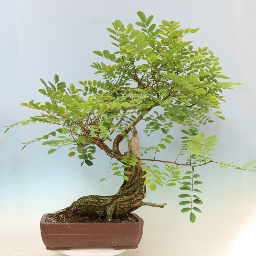 Bonsai da esterno - Acacia spinosa - Robinia pseudoacacia