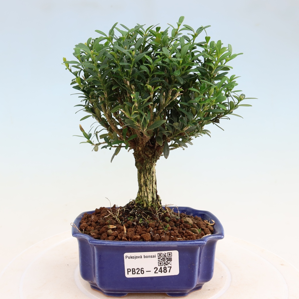 Camera bonsai - Buxus harlandii - buxus da sughero