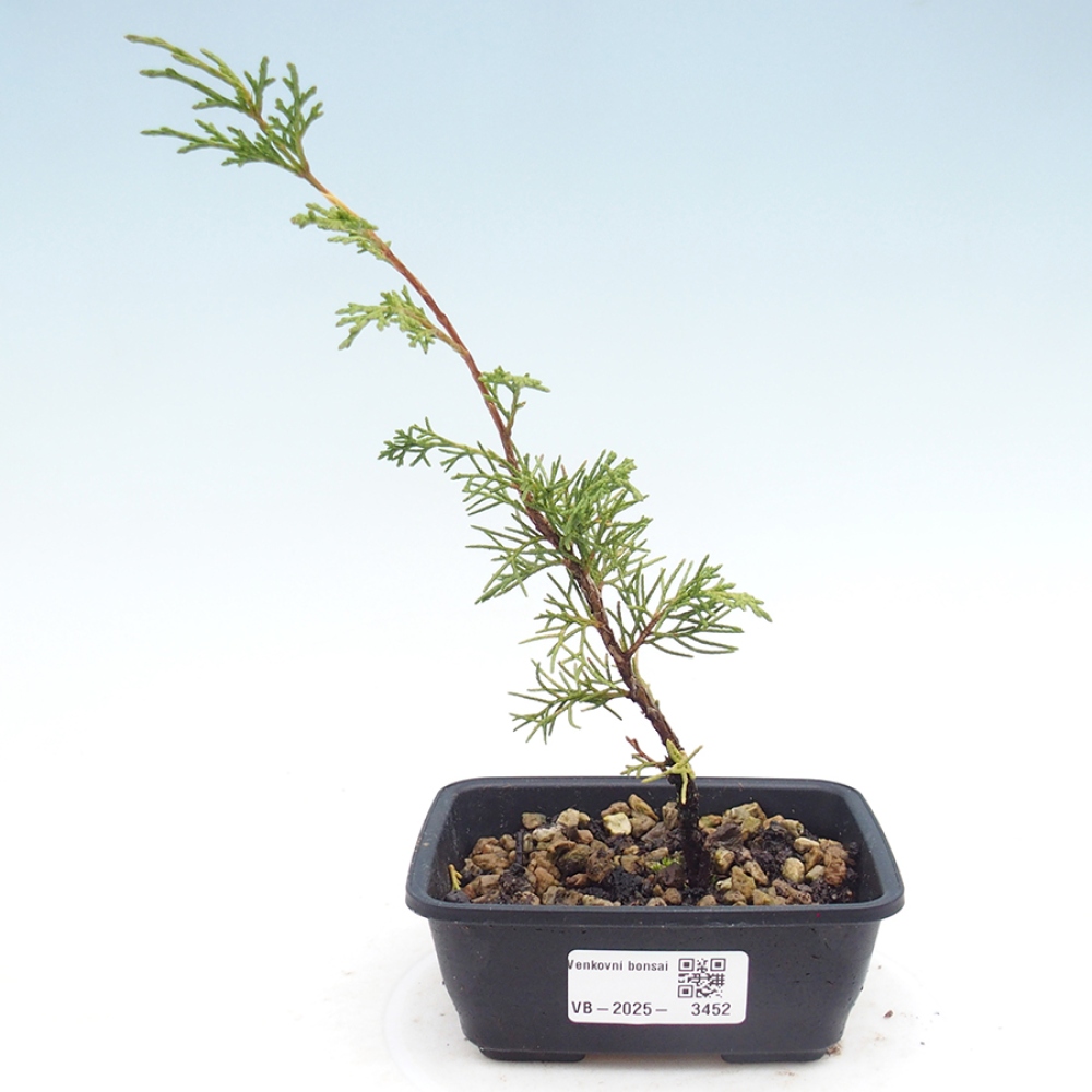 Bonsai da esterno - Juniperus chinensis Itoigawa